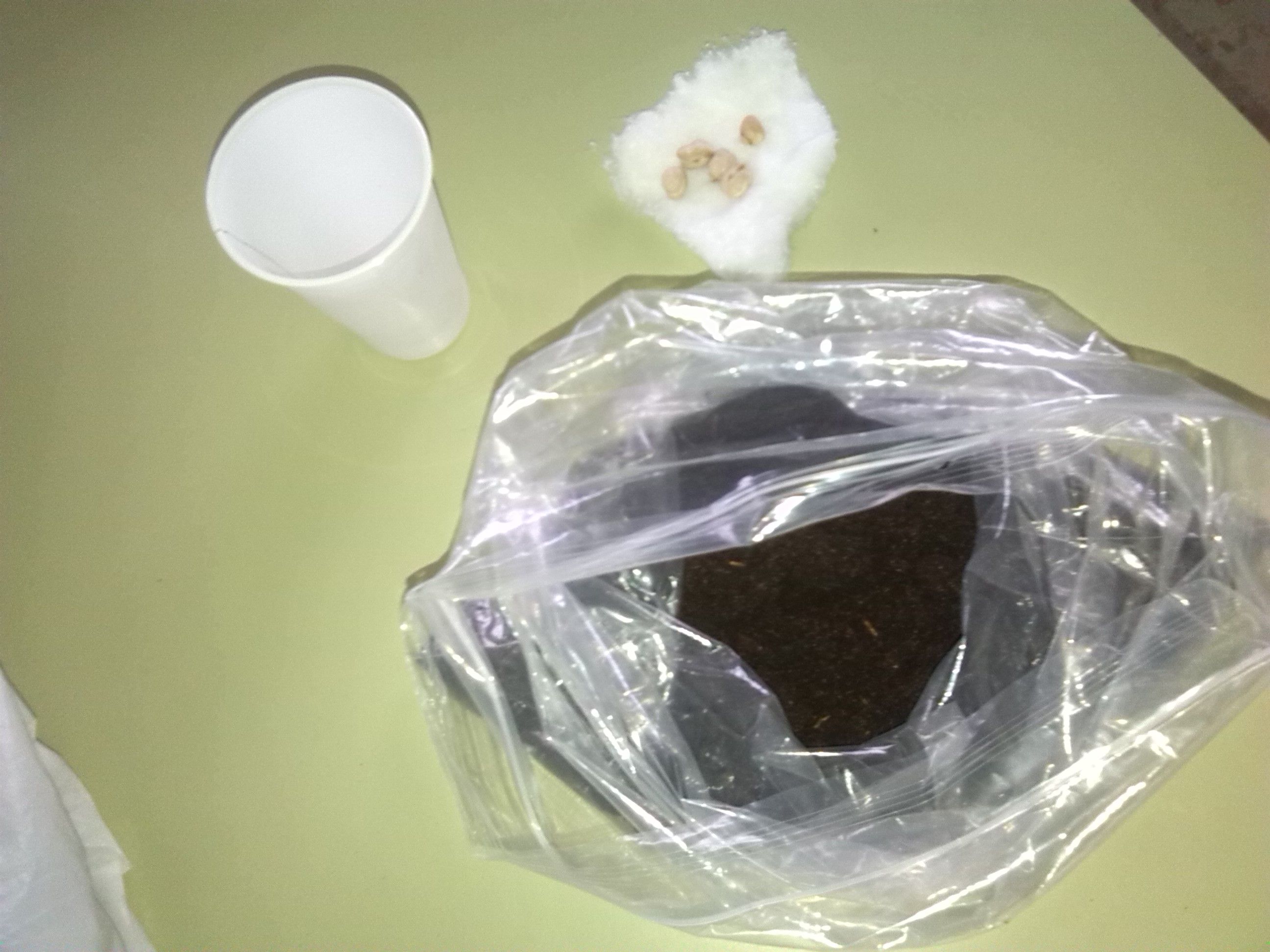 maceta IMG 20140328 091144
