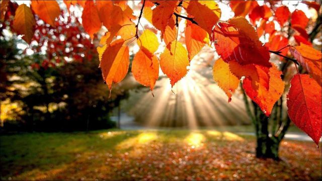 otoño1